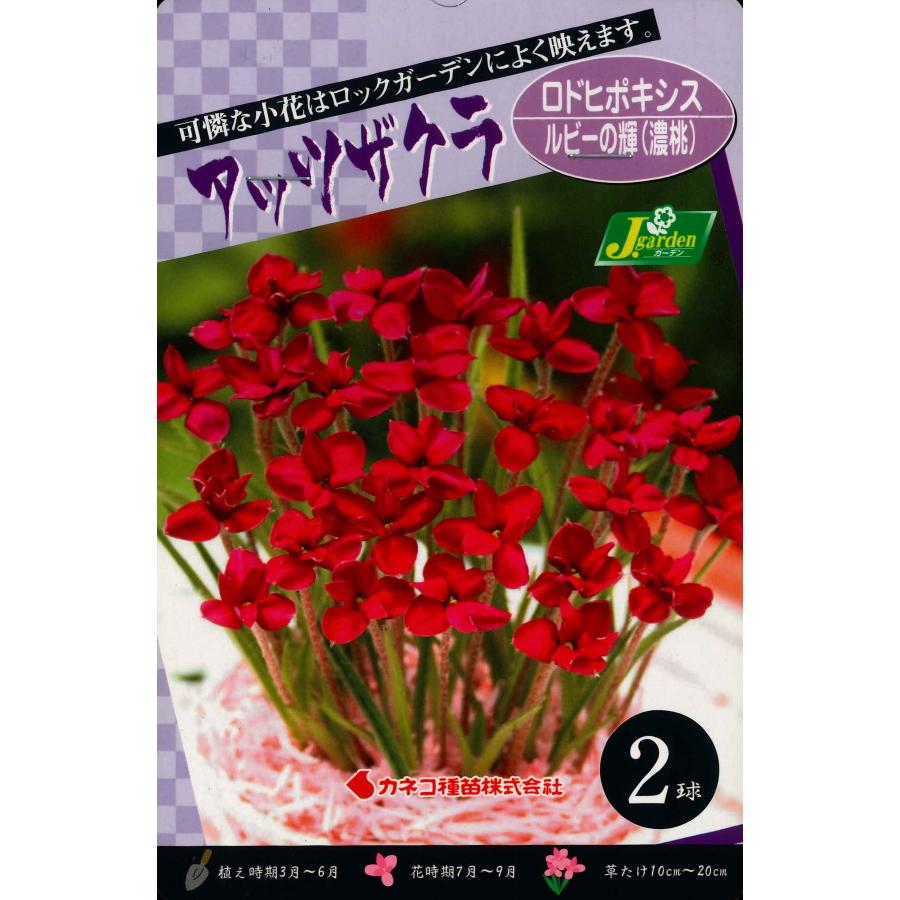 春植え球根 アッツザクラ 濃桃 ロドヒポシス ルビーの輝 ２球入 アッツ桜 U 10c1 ガーデニングどっとコムyahoo 店 通販 Yahoo ショッピング