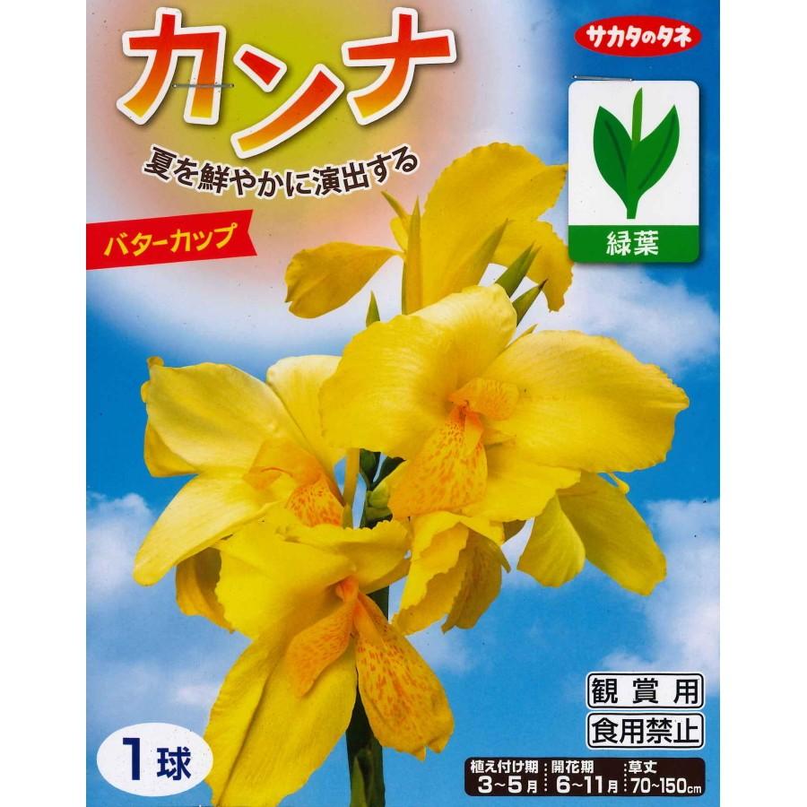 春植え球根 カンナ バターカップ 1球入り U 10c1 ガーデニングどっとコムyahoo 店 通販 Yahoo ショッピング