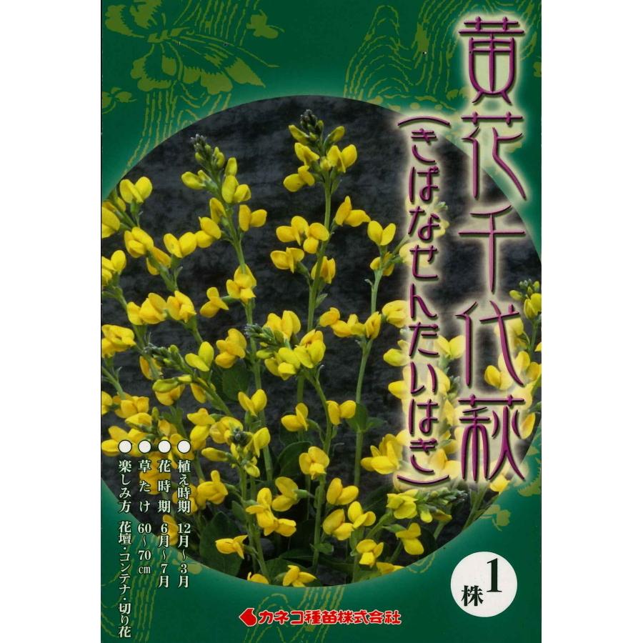 春植え球根 黄花千代萩 1球入り せんだいはぎ センダイハギ U 05c1 ガーデニングどっとコムyahoo 店 通販 Yahoo ショッピング