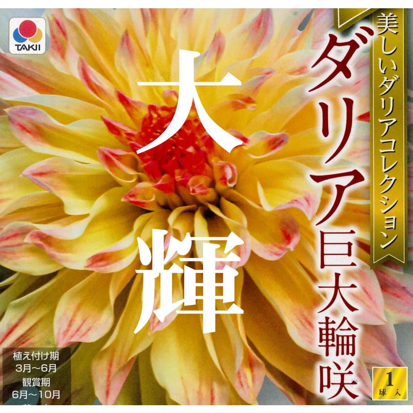 春植え球根 ダリア 秋田セレクション 大輝 1球入り U 1000 ガーデニングどっとコムyahoo 店 通販 Yahoo ショッピング
