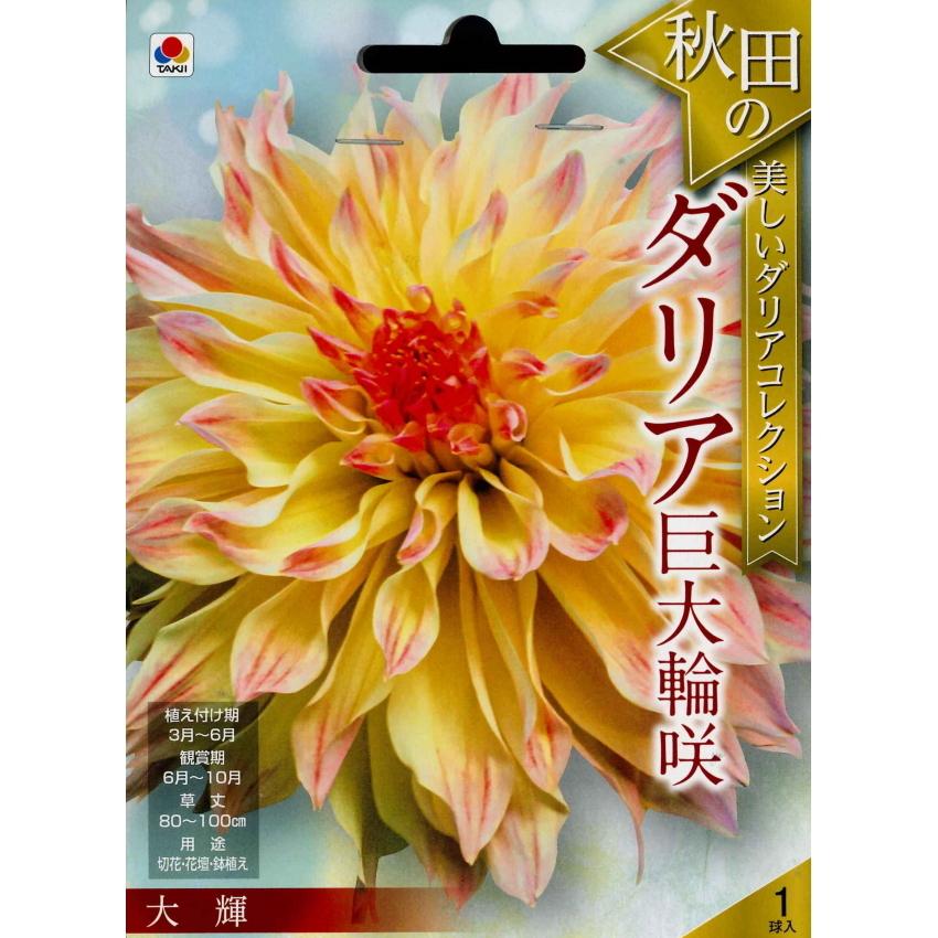 春植え球根 ダリア 秋田セレクション 大輝 1球入り U 1000 ガーデニングどっとコムyahoo 店 通販 Yahoo ショッピング