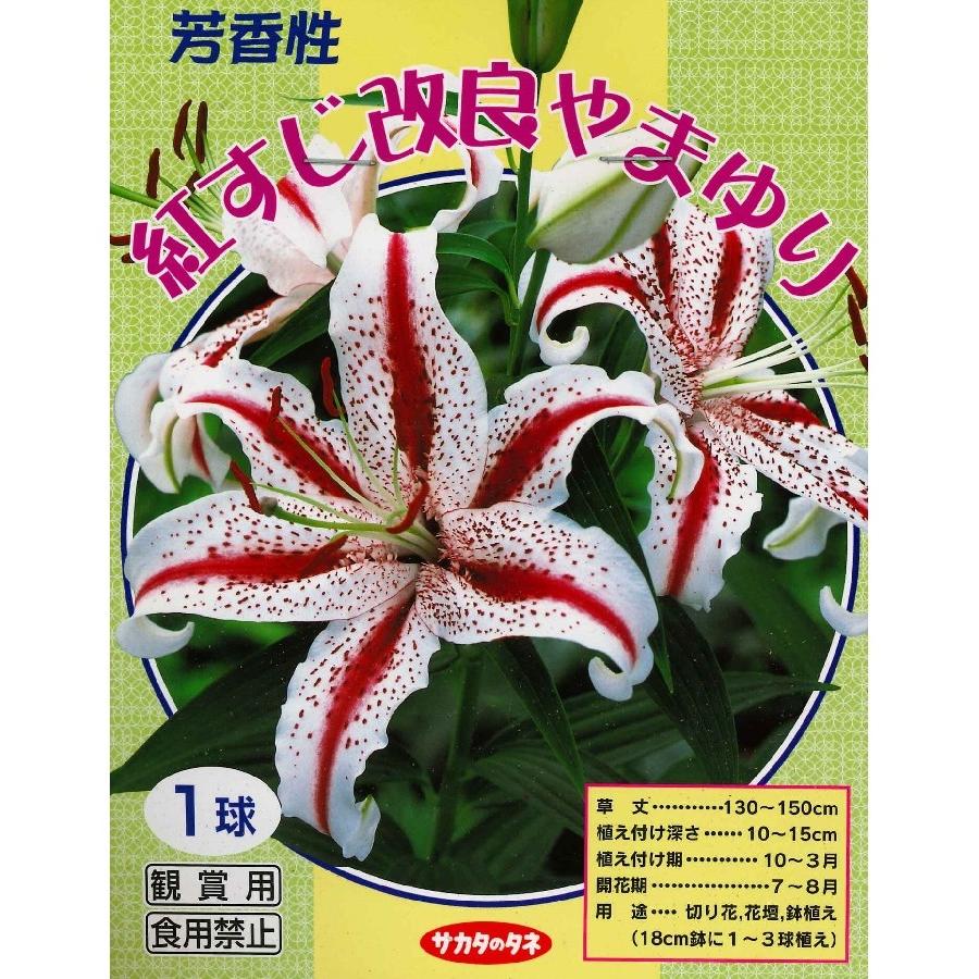 秋植え球根 芳香性 紅すじ改良やまゆり １球 ヤマユリ Uk 10c1 ガーデニングどっとコムyahoo 店 通販 Yahoo ショッピング