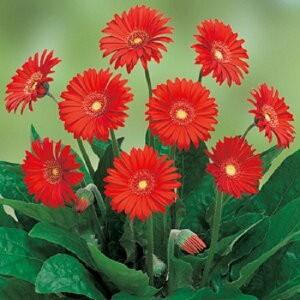 花苗 宿根ガーベラ ガルビネア スイート 大輪系 ラブ 10 5cmポリポット 1苗 農水省登録品種 品種名 Gargl1 Hananae 0014 Gardener S Shop Ivy 通販 Yahoo ショッピング