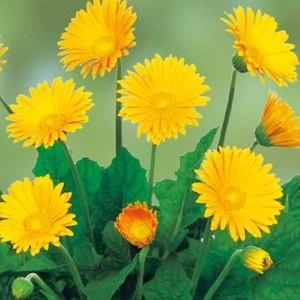 花苗 宿根ガーベラ ガルビネア スイート 大輪系 Honey ハニー 10 5cmポリポット 1苗 農水省登録品種 品種名 Garhon2 Hananae 003 Gardener S Shop Ivy 通販 Yahoo ショッピング