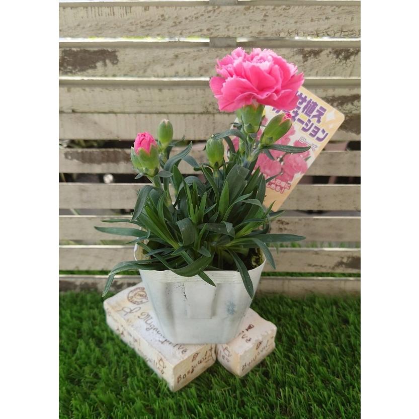 花苗 寄せ植えカーネーション ローズ 9cmポット 1苗 Hananae 0038 Gardener S Shop Ivy 通販 Yahoo ショッピング