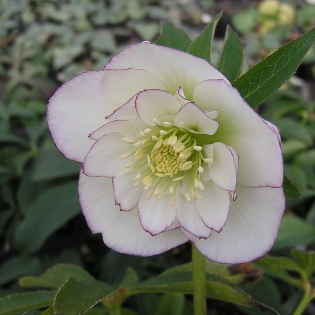 花苗 ミヨシのクリスマスローズ ホワイトオーケストラ 9cmポット 1苗