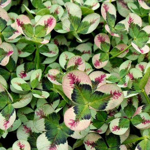 花苗 クローバー ティント ルージュ 9cmポット 1苗 Hananae 0056 Gardener S Shop Ivy 通販 Yahoo ショッピング