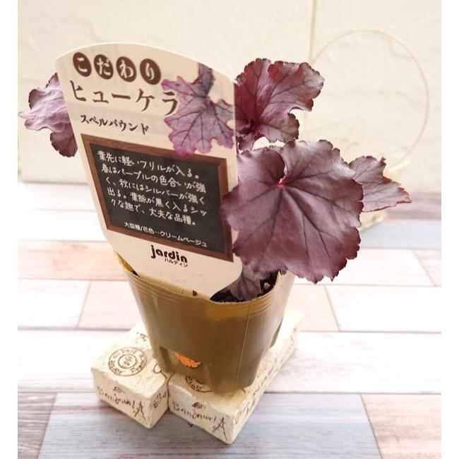 花苗 こだわりヒューケラ スペルバウンド 9cmポット 1苗 農林水産省