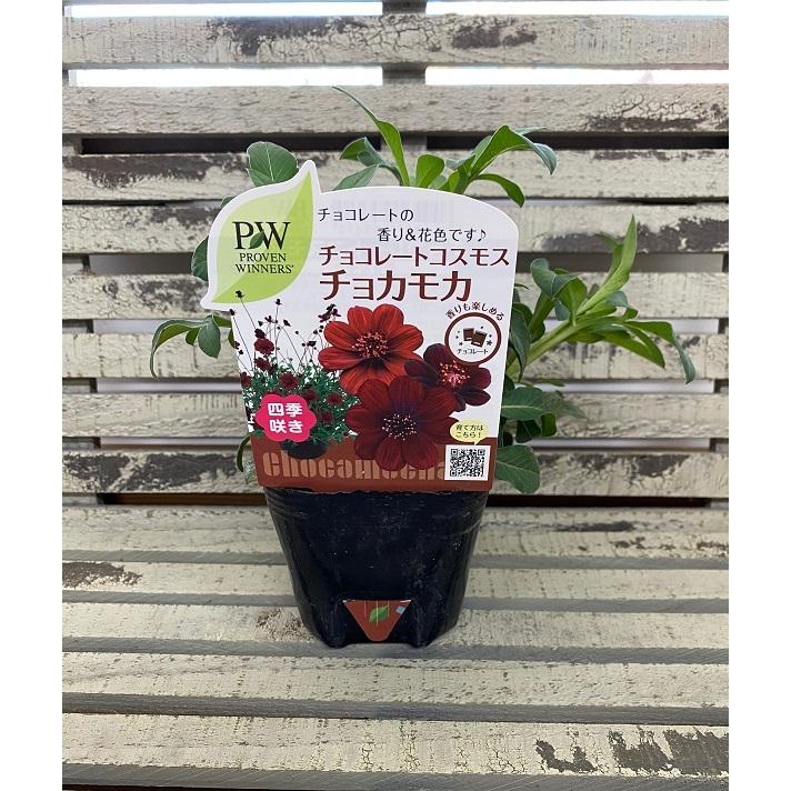 花苗 チョコレートコスモス チョカモカ 9cmポリポット 1苗 : Gardener