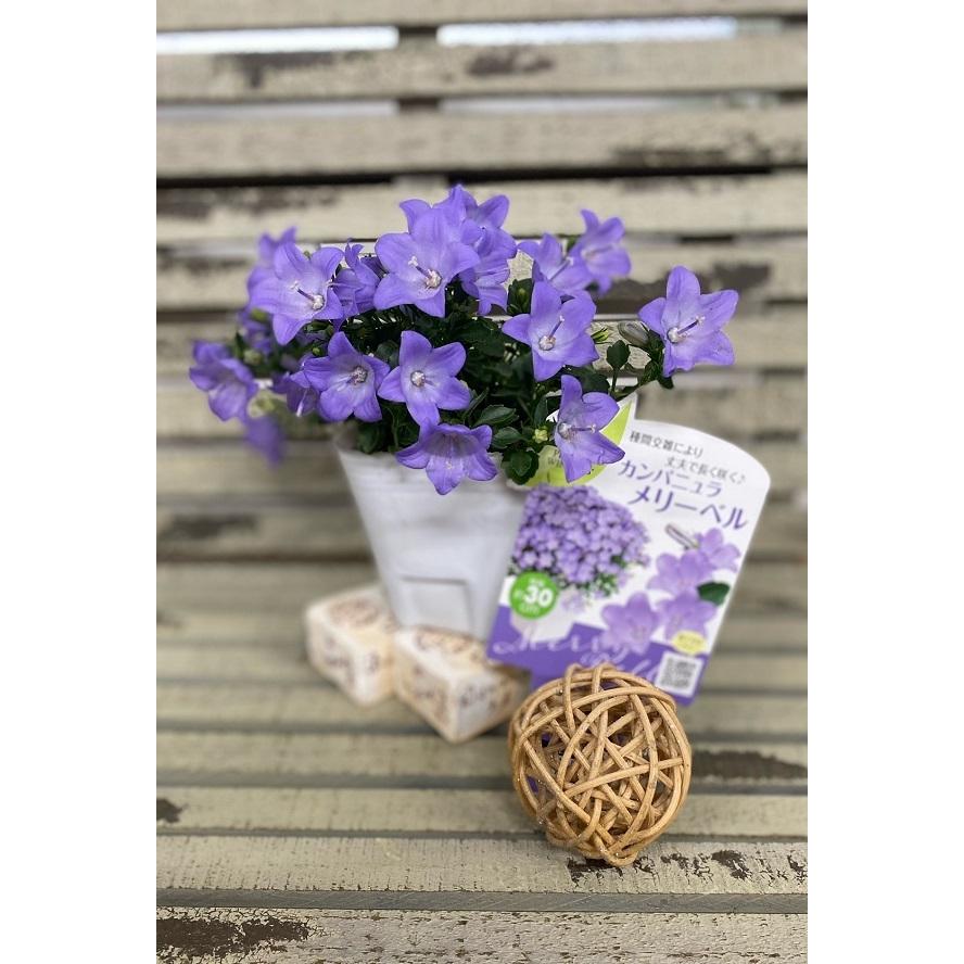 花苗 カンパニュラ メリーベル 9cmポット 1苗 農林水産省品種登録 登録番号 第号 Hananae 0105 Gardener S Shop Ivy 通販 Yahoo ショッピング