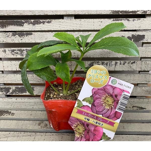 花苗 ミヨシのクリスマスローズ エレガンス グレープ 9cmポット 1苗 Hananae 0113 Gardener S Shop Ivy 通販 Yahoo ショッピング