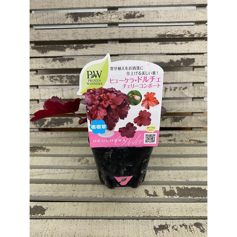 ヒューケラ苗 花苗 ヒューケラ・ドルチェ チェリーコンポート 9cmポット 1苗 農林