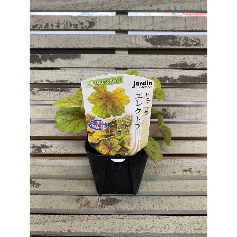花苗 ヒューケラ エレクトラ 9cmポリポット 1苗 : Gardener s Shop Ivy