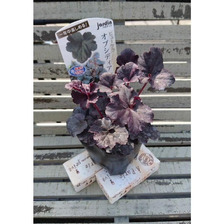 花苗 ヒューケラ オブシディアン 9cmポット 1苗 農林水産省品種登録
