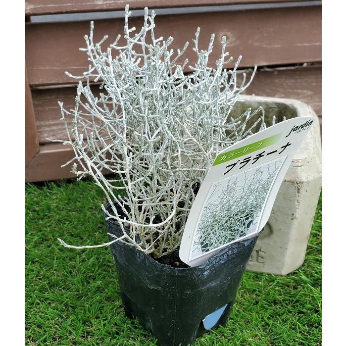 花苗 プラチーナ 9cmポット 1苗 : Gardener s Shop Ivy - 通販 - Yahoo