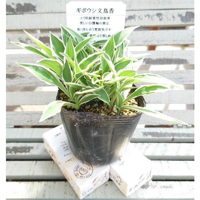 花苗 ホスタ（ギボウシ） 文鳥香 9cmポット 1苗 : Gardener s Shop Ivy