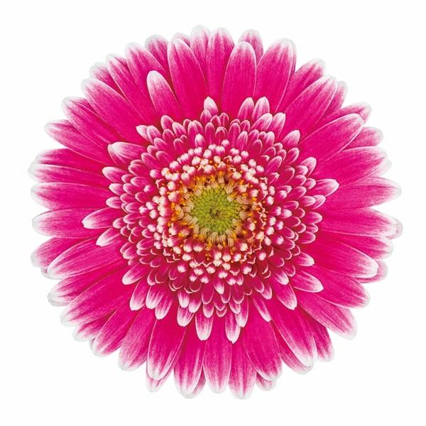 花苗 ガーデンガーベラ ガルビネア スウィート フィエスタ 9cmロングポット 1苗 農林水産省品種登録 出願中 Sweet Fiesta Hananae 0231 Gardener S Shop Ivy 通販 Yahoo ショッピング