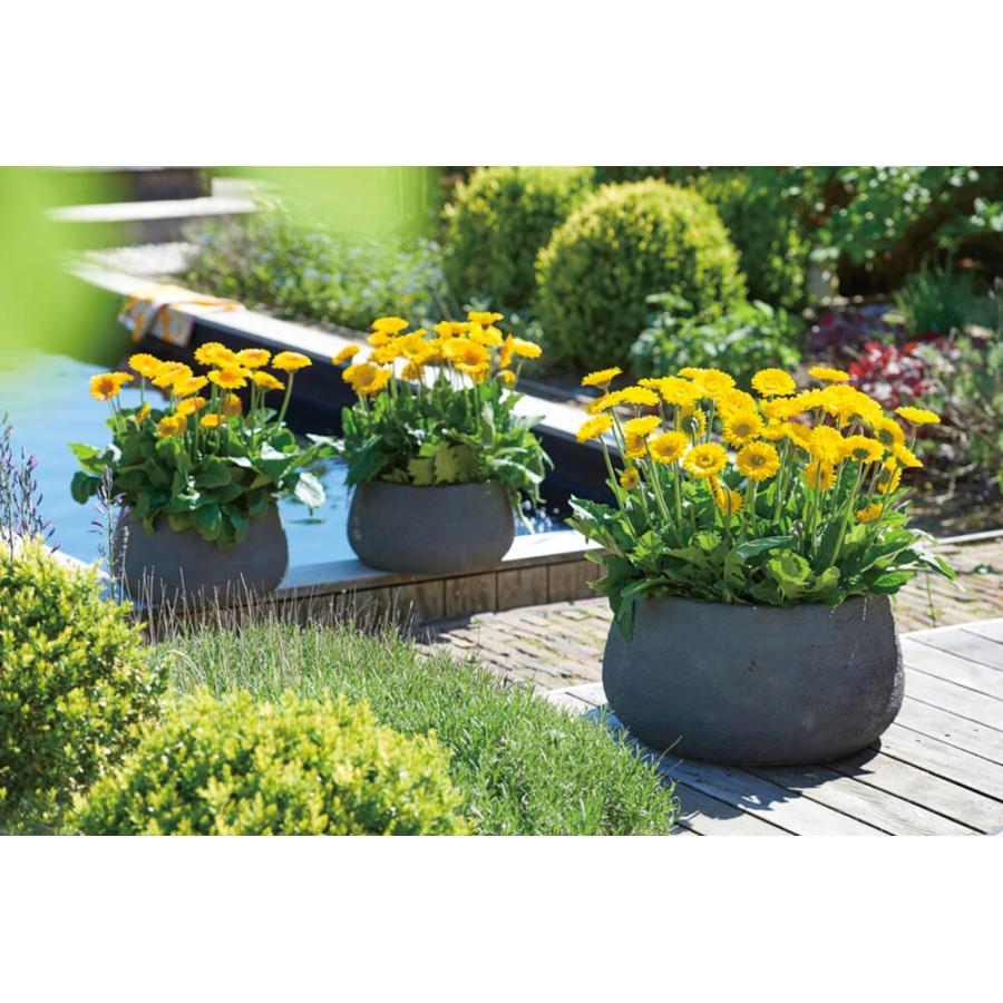 花苗 ガーデンガーベラ ガルビネア スウィート スマイル 9cmロングポット 1苗 Hananae 0232 Gardener S Shop Ivy 通販 Yahoo ショッピング