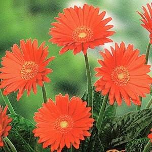 花苗 宿根ガーベラ ガルビネア スイート 大輪系 Glow グロウ 10 5cmポリポット 1苗 農水省登録品種 品種名 Gargl1 Hananae 030 Gardener S Shop Ivy 通販 Yahoo ショッピング