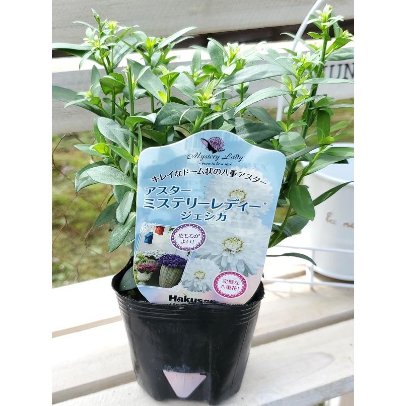 花苗 アスター ミステリーレディー ジェシカ 9cmポリポット 1苗 農水省品種登録 登録番号 第号 Hananae 0306 Gardener S Shop Ivy 通販 Yahoo ショッピング