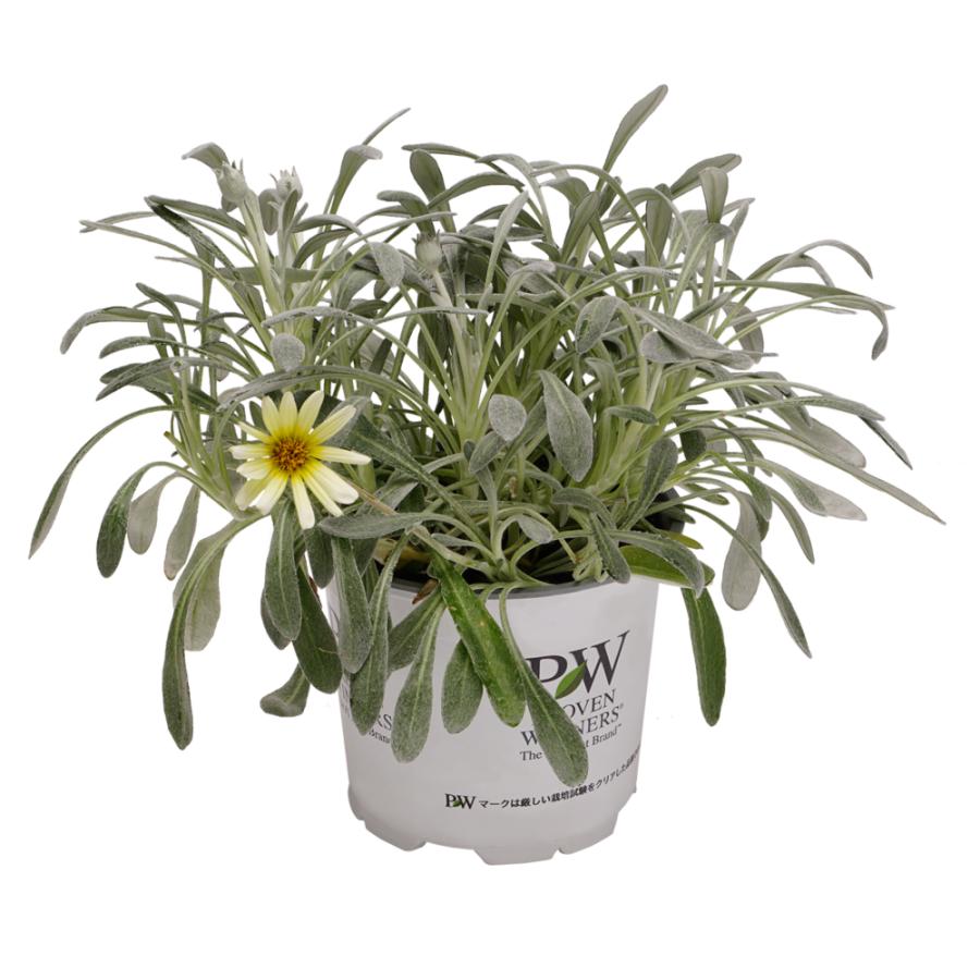 花苗 ガザニア ビースト シルバーフォックス 9cmポット 1苗 農林水産省