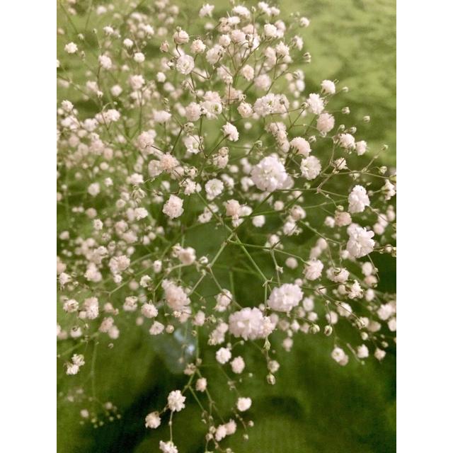 花苗】宿根かすみ草 サマースパークレス 10.5cmポット 1苗 農林水産省