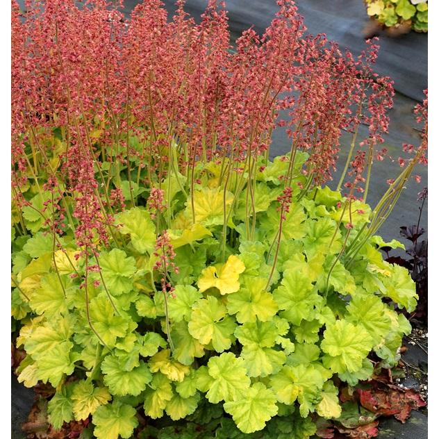 花苗 ヒューケラ ノーザンエクスポージャー ライム 9cmポット 1苗