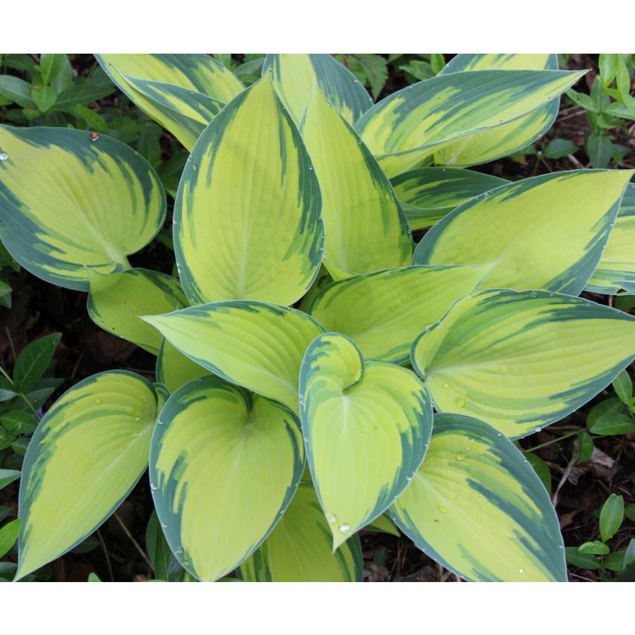 花苗 ホスタ（ギボウシ） ジューン 10.5cmポット 1苗 : Gardener s