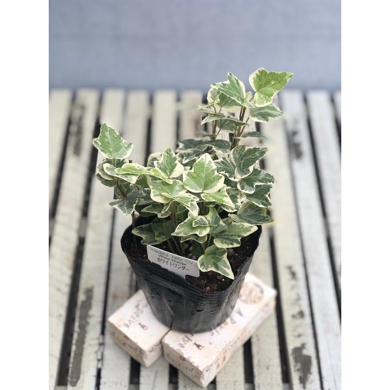 花苗 ヘデラ アイビー ホワイトワンダー 9cmポット 1苗 Hananae 0524 Gardener S Shop Ivy 通販 Yahoo ショッピング