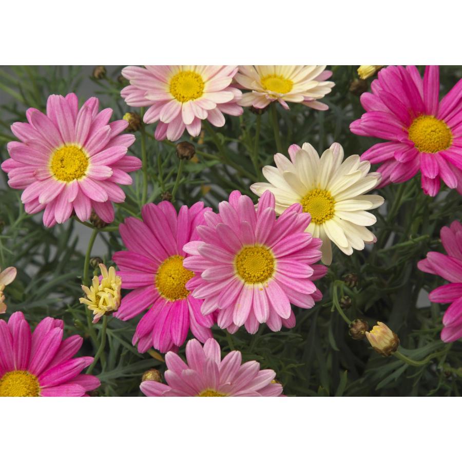 花苗】 マーガレット スマッシュ ピンク＆レモン 9cmポット 1苗