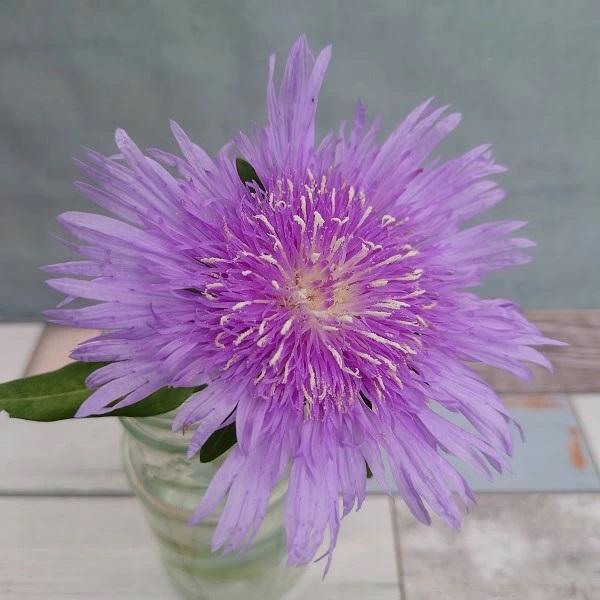 花苗 ストケシア 'メガメルズ' 12cmポット 1苗 : Gardener s Shop Ivy