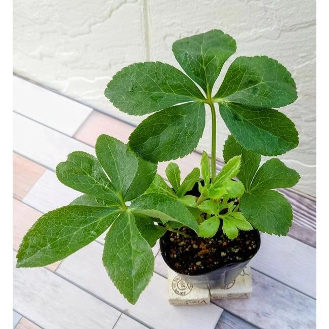 つぼみいっぱい！オリジナルグリーンリップ、2種植え♪クリスマスローズ大苗 101gsl-1r.jpg