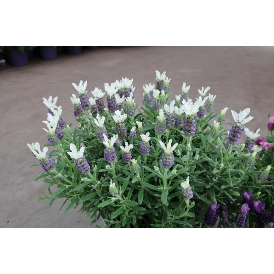花苗 フレンチラベンダー ホワイトサマー 10.5cmポット 1苗 : Gardener