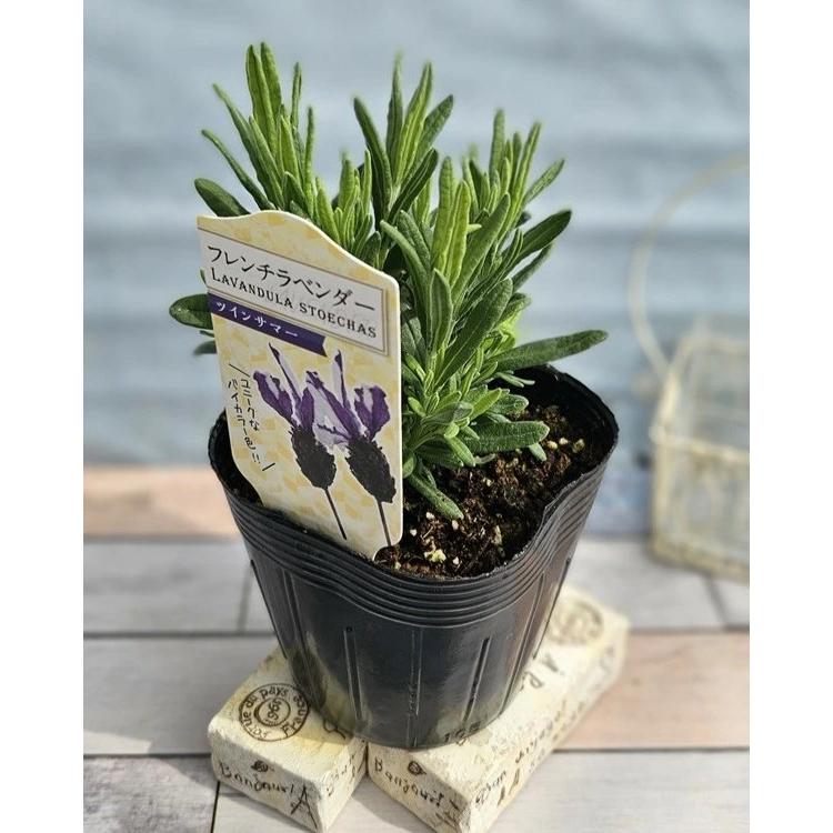 花の大和 花苗 フレンチラベンダー ツインサマー 10.5cmポット 1苗