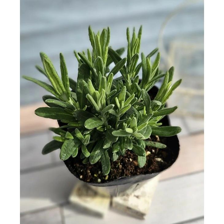 花苗 フレンチラベンダー ツインサマー 10.5cmポット 1苗 農林水産省