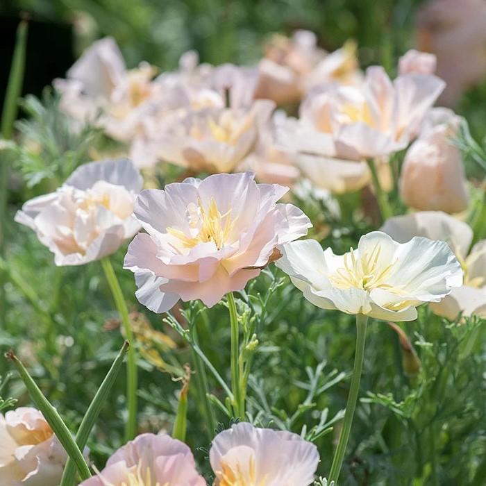 種子】Thompson & Morgan California Poppy 'Thai Silk Pink Champagne