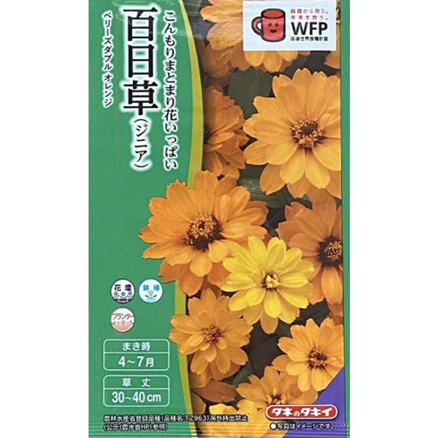 花種子 百日草（ジニア） ベリーズダブル オレンジ タキイ種苗のタネ