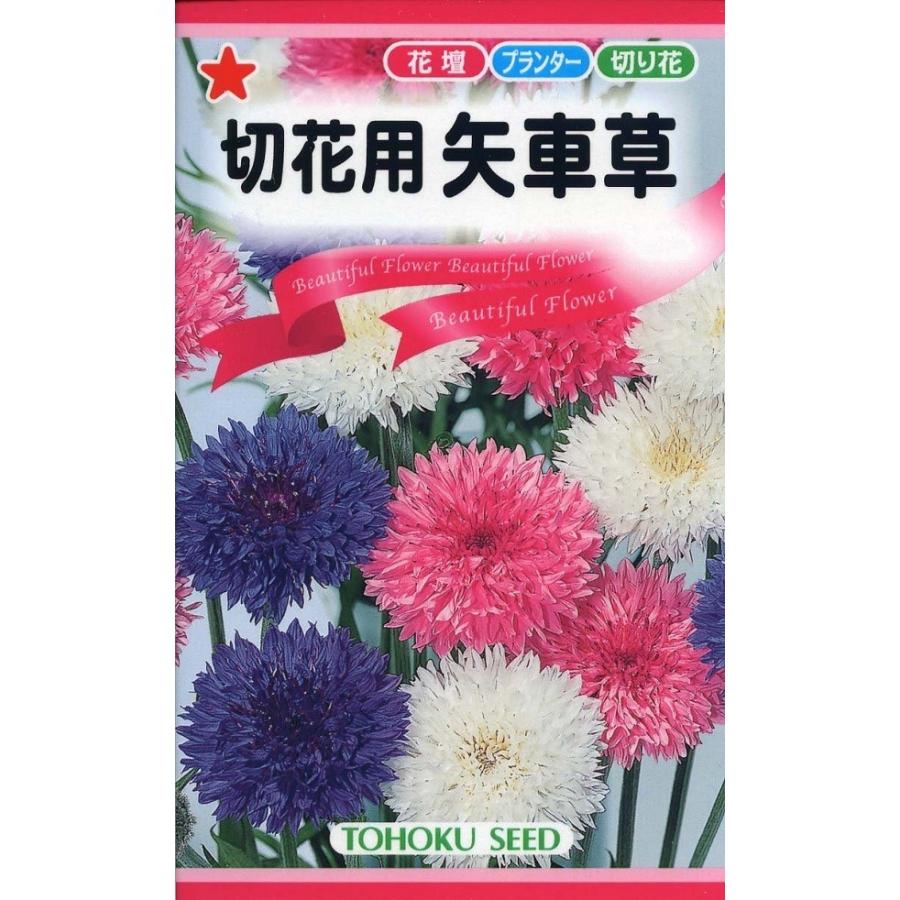 人気デザイナー 種子 切花用矢車草 トーホクのタネ