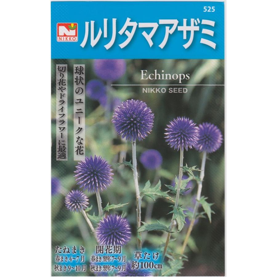 夏☀︎SALE！紫陽花とピンクのハーフリース　ルリタマアザミ 花種子 ルリタマアザミ（エキノプス） 日光種苗のタネ : Gardener s