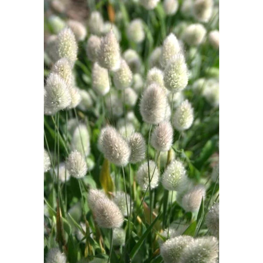 花種子 Muller Collection Lagurus ovatus seeds ラグラス オバタスの