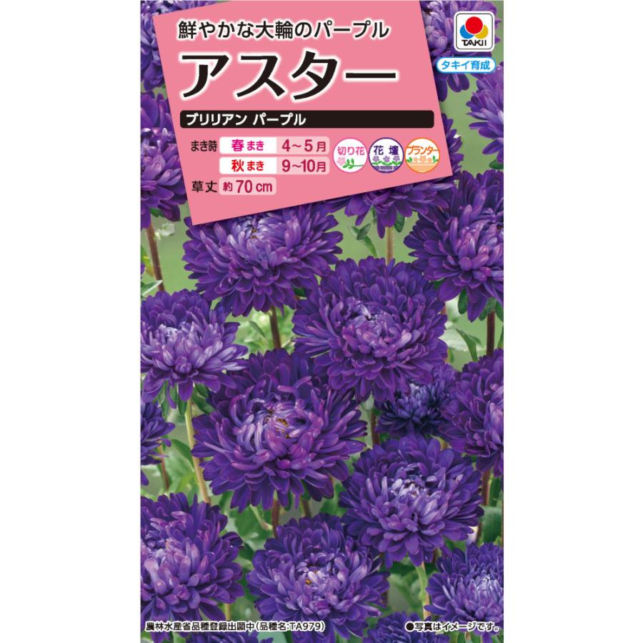 種子 けいとう キャンドル タキイ種苗のタネ Hanatane 0792 Gardener S Shop Ivy 通販 Yahoo ショッピング