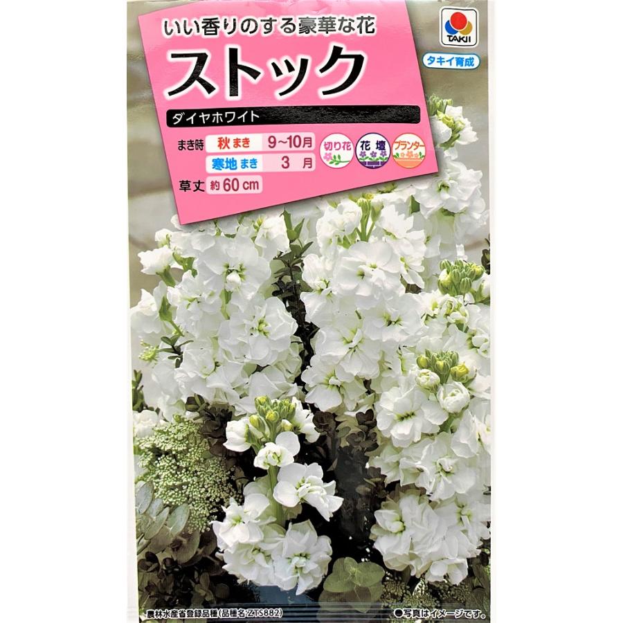 種子】ストック ダイヤホワイト タキイ種苗のタネ : Gardener s Shop
