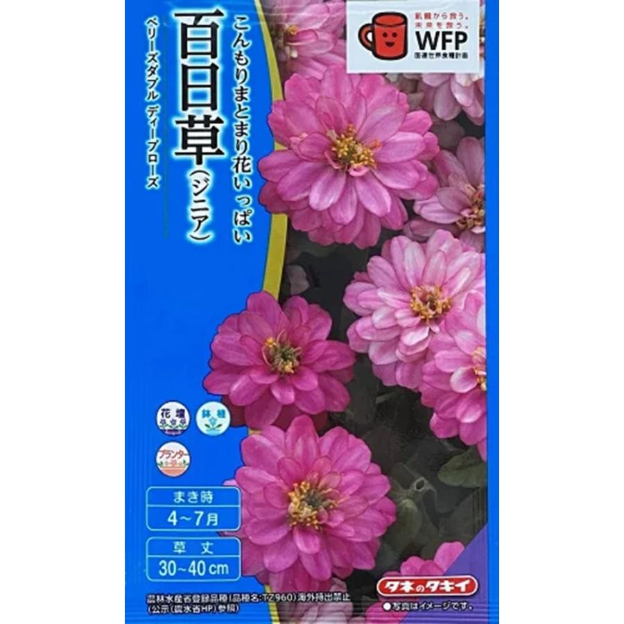 花種子 百日草（ジニア） ベリーズダブル ディープローズ タキイ種苗の