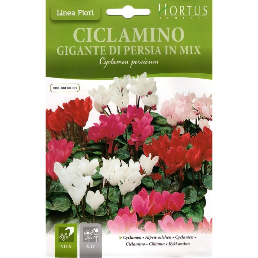 輸入種子 Hortus Fiore Vivo シクラメン ホルタス社 Hanatane 1092 Gardener S Shop Ivy 通販 Yahoo ショッピング