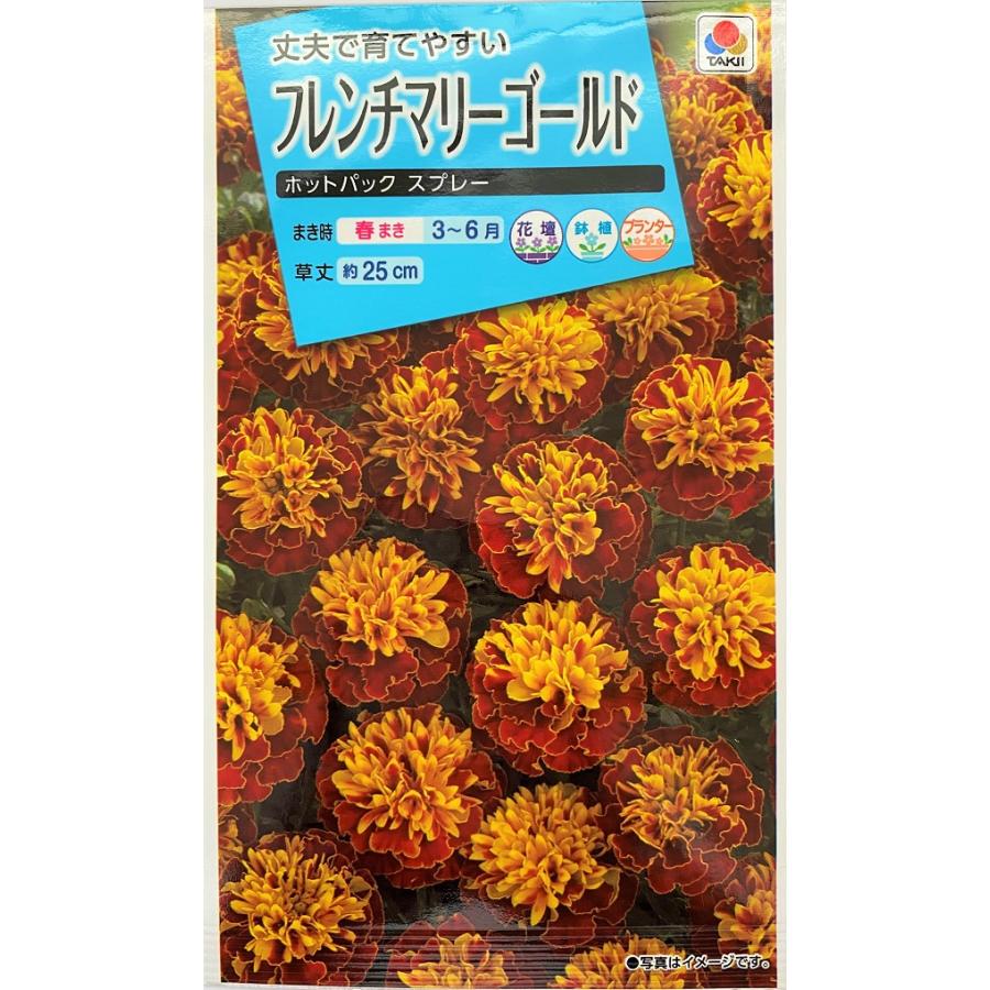 花種子 フレンチマリーゴールド ホットパック スプレー タキイ種苗の