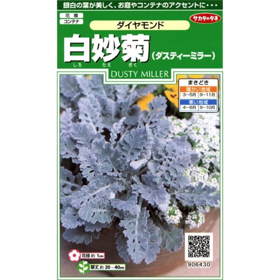種子 白妙菊 ダスティーミラー ダイヤモンド サカタのタネ Hanatane 121 Gardener S Shop Ivy 通販 Yahoo ショッピング