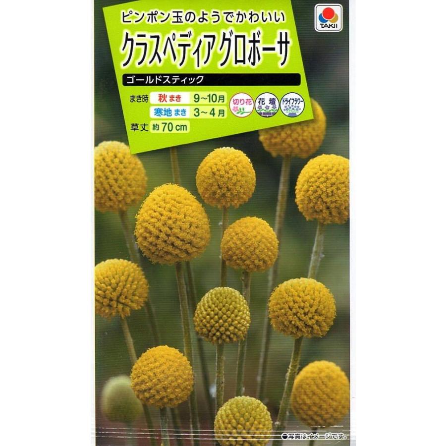 種子 クラスペディア グロボーサ ゴールドスティック タキイ種苗のタネ Hanatane 128 Gardener S Shop Ivy 通販 Yahoo ショッピング