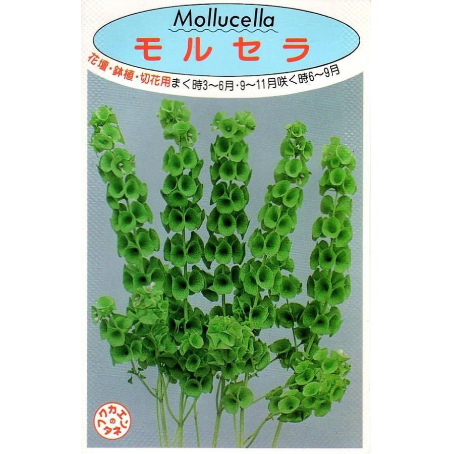 国内外の人気集結 種子 モルセラ 福花園種苗のタネ Aynaelda Com