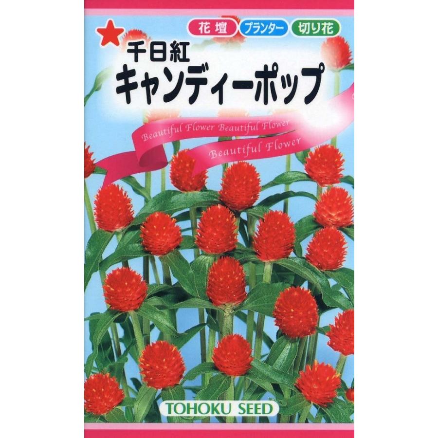 種子 千日紅キャンディーポップ トーホクのタネ Hanatane 150 Gardener S Shop Ivy 通販 Yahoo ショッピング