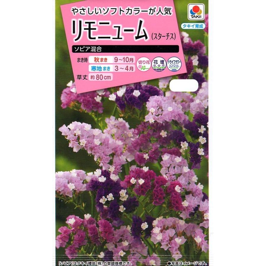 90円 【半額】 中華料理に頻繁に用いられる九層塔 ピンクの花 種 50粒
